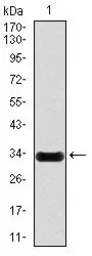 Anti-iNOS antibody [4E5] used in Western Blot (WB). GTX60599