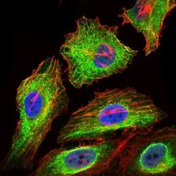 Anti-Glypican-3 antibody [9C2] used in Immunocytochemistry/ Immunofluorescence (ICC/IF). GTX60603