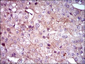 Anti-Shh antibody [5H4] used in IHC (Paraffin sections) (IHC-P). GTX60606