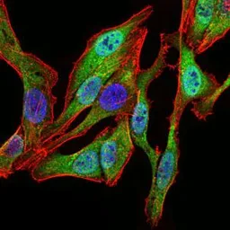 Anti-SPIB antibody [4G5] used in Immunocytochemistry/ Immunofluorescence (ICC/IF). GTX60635