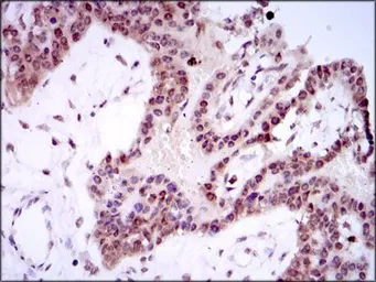 Anti-SPIB antibody [4G5] used in IHC (Paraffin sections) (IHC-P). GTX60635