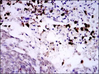 Anti-SPIB antibody [4G5] used in IHC (Paraffin sections) (IHC-P). GTX60635