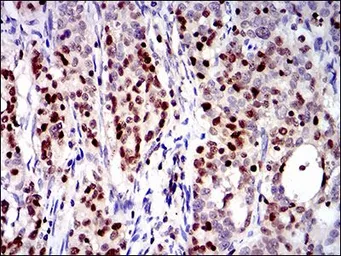 Anti-RUNX3 antibody [2B3] used in IHC (Paraffin sections) (IHC-P). GTX60639