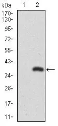 Anti-RUNX3 antibody [2B3] used in Western Blot (WB). GTX60639