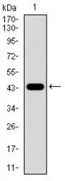 Anti-Nestin antibody [1A9G12] used in Western Blot (WB). GTX60677