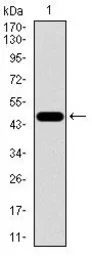 Anti-FOXC2 antibody [1D11C8] used in Western Blot (WB). GTX60707