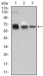 Anti-TRAFD1 antibody [8E6E7] used in Western Blot (WB). GTX60708