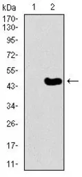 Anti-TRAFD1 antibody [8E6E7] used in Western Blot (WB). GTX60708