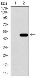 Anti-PDE1B antibody [10B10B12] used in Western Blot (WB). GTX60719