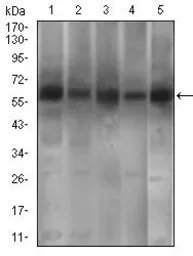Anti-PDE1B antibody [10B10B12] used in Western Blot (WB). GTX60719