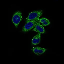 Anti-CLGN antibody [9C8G10] used in Immunocytochemistry/ Immunofluorescence (ICC/IF). GTX60730