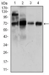 Anti-CLGN antibody [9C8G10] used in Western Blot (WB). GTX60730