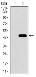 Anti-CLGN antibody [9C8G10] used in Western Blot (WB). GTX60730