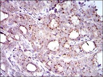 Anti-MRPL42 antibody [3H6G11] used in IHC (Paraffin sections) (IHC-P). GTX60735