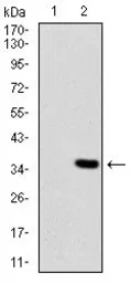 Anti-NG2 antibody [7G4E5] used in Western Blot (WB). GTX60751