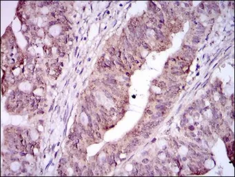 Anti-CD41 antibody [2E10C9] used in IHC (Paraffin sections) (IHC-P). GTX60764