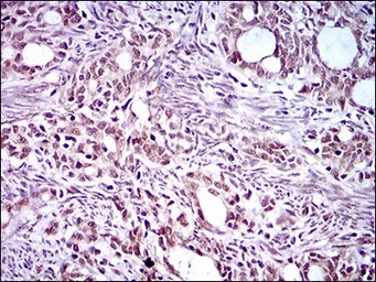 Anti-KLF1 antibody [1B6A3] used in IHC (Paraffin sections) (IHC-P). GTX60769
