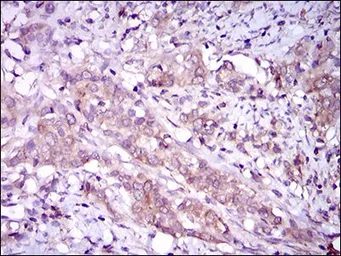 Anti-p38 MAPK antibody [8G4D11] used in IHC (Paraffin sections) (IHC-P). GTX60771