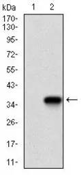 Anti-Twist1 antibody [10E4E6] used in Western Blot (WB). GTX60776
