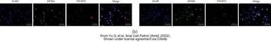 Anti-Twist1 antibody [10E4E6] used in Immunocytochemistry/ Immunofluorescence (ICC/IF). GTX60776