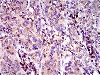Anti-MRP4 antibody [2D2A9] used in IHC (Paraffin sections) (IHC-P). GTX60791