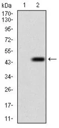 Anti-DRP1 antibody [4E11B11] used in Western Blot (WB). GTX60794