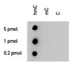 Anti-5-Hydroxymethylcytosine / 5-hmC antibody - MeDIP grade used in Dot blot (Dot). GTX60802