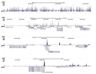 Anti-Histone H2A.Z (acetyl Lys4/Lys7/Lys11) antibody - ChIP grade used in ChIP assay (ChIP assay). GTX60813