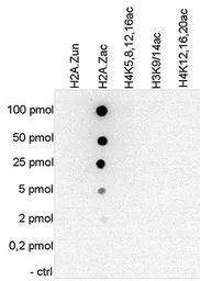 Anti-Histone H2A.Z (acetyl Lys4/Lys7/Lys11) antibody - ChIP grade used in Dot blot (Dot). GTX60813