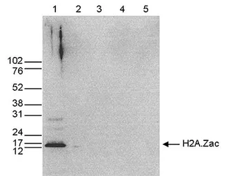 Anti-Histone H2A.Z (acetyl Lys4/Lys7/Lys11) antibody - ChIP grade used in Western Blot (WB). GTX60813