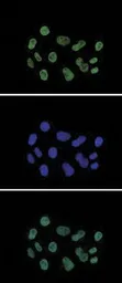 Anti-Histone H3K27ac (Acetyl Lys27) antibody - ChIP grade used in Immunocytochemistry/ Immunofluorescence (ICC/IF). GTX60815