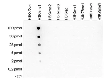 Anti-Histone H3K4me1 (Mono-methyl Lys4) antibody - ChIP grade used in Dot blot (Dot). GTX60818