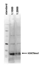 Anti-Histone H3K79me1 (Mono-methyl Lys79) antibody - ChIP grade used in Western Blot (WB). GTX60821