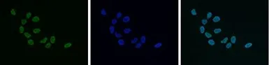 Anti-pan-HP1 antibody - ChIP grade used in Immunocytochemistry/ Immunofluorescence (ICC/IF). GTX60833