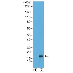Anti-Histone H3K79me1 (Mono-methyl Lys79) antibody [RM147] used in Western Blot (WB). GTX60880