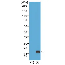 Anti-Histone H3K9me1 (Mono-methyl Lys9) antibody [RM150] used in Western Blot (WB). GTX60894