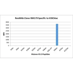 Anti-Histone H3K56ac (Acetyl Lys56) antibody [RM179] used in  (). GTX60902