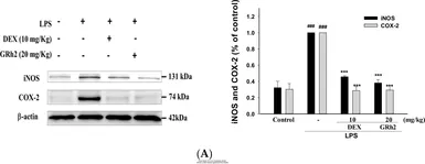 Anti-COX2 antibody used in Western Blot (WB). GTX60935