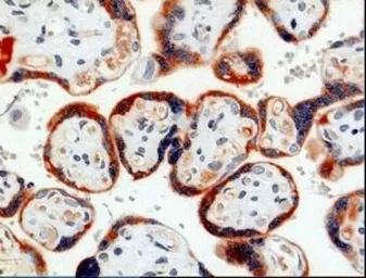 Anti-PAPP A antibody [9] used in IHC (Paraffin sections) (IHC-P). GTX60974