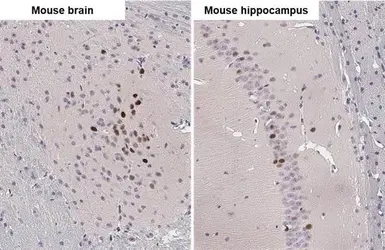 Anti-c-Fos antibody [2H2] used in IHC (Paraffin sections) (IHC-P). GTX60996