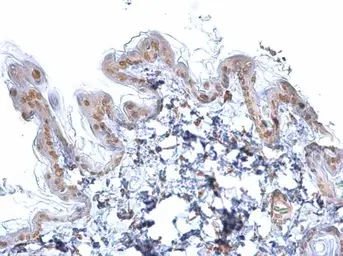Anti-SOX2 antibody [GT1352] used in IHC (Paraffin sections) (IHC-P). GTX627405