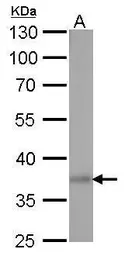 Anti-SOX2 antibody [GT1352] used in Western Blot (WB). GTX627405