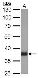 Anti-SOX2 antibody [GT1352] used in Western Blot (WB). GTX627405
