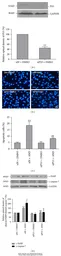 Anti-GAPDH antibody [GT239] used in Western Blot (WB). GTX627408