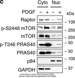Anti-GAPDH antibody [GT239] used in Western Blot (WB). GTX627408