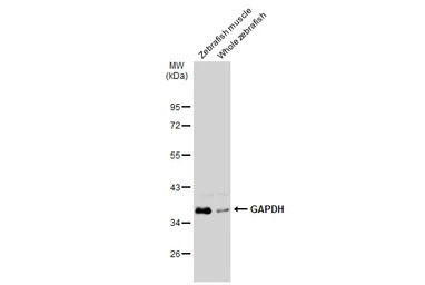 GAPDH antibody [GT239]