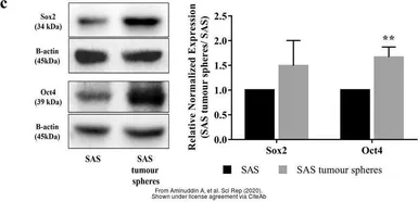 Anti-Oct4 antibody [GT486] used in Western Blot (WB). GTX627419