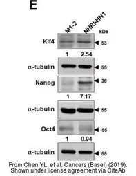 Anti-Oct4 antibody [GT486] used in Western Blot (WB). GTX627419