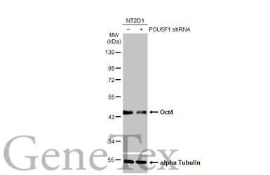 Anti-Oct4 antibody [GT735] used in Western Blot (WB). GTX627423
