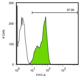 Anti-Lin28A antibody [GT1086] used in Flow cytometry (FCM). GTX628139